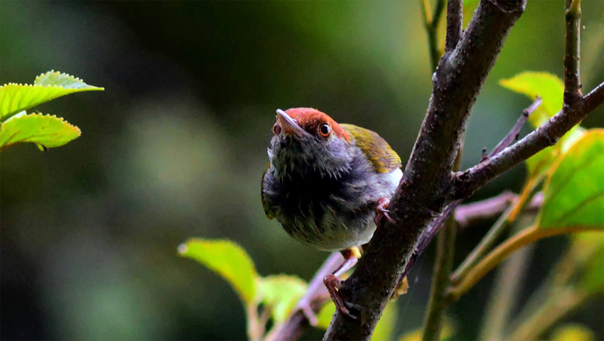 Chim sâu đầu đỏ mồi sát thủ hót đấu chim thiên nhiên - YouTube