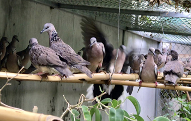 Cách nuôi chim cu gáy sinh sản - Pet Care 24h
